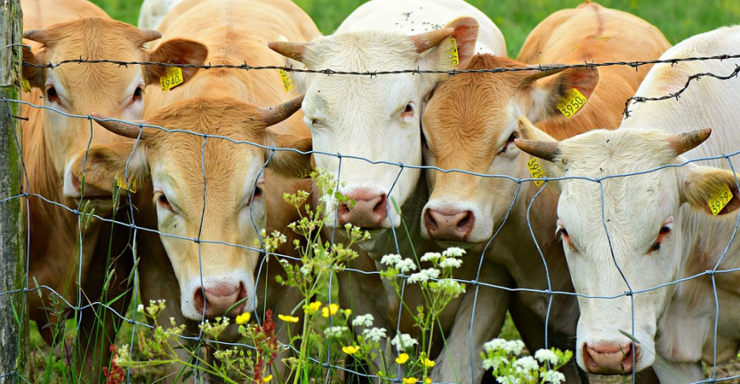 О поголовье скота и птицы и производстве продукции животноводства в Мурманской области в I полугодии 2021 года